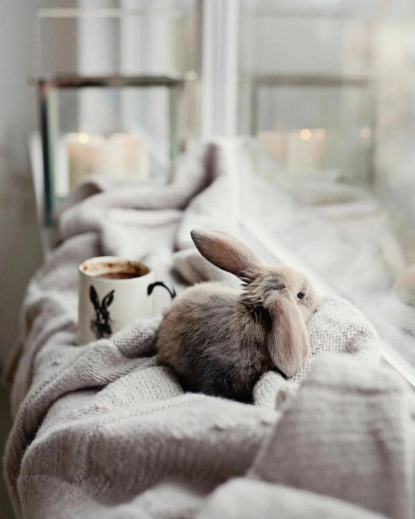 необычные кролики