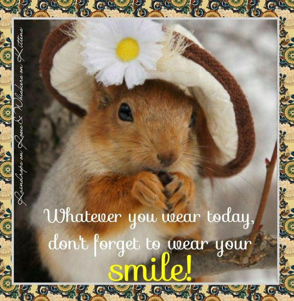 забавные зверюшки