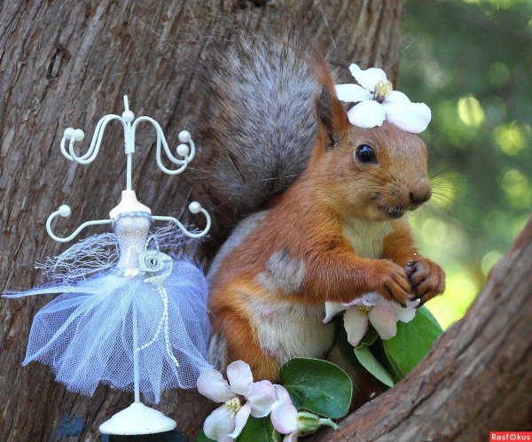 белка весной