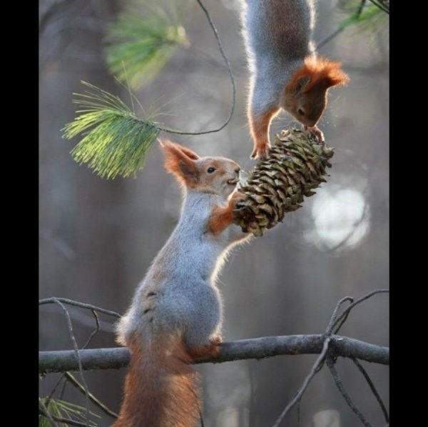 белочки вадим трунов