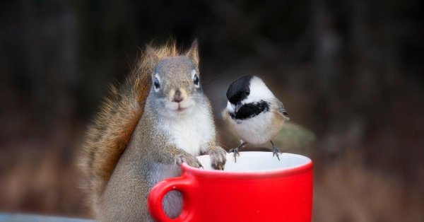 доброе утро с белками