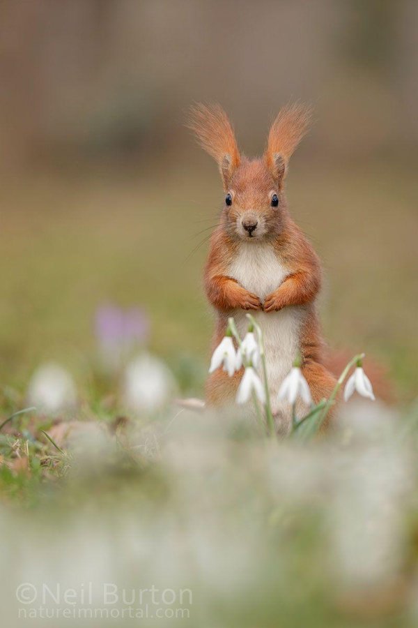 животные весна