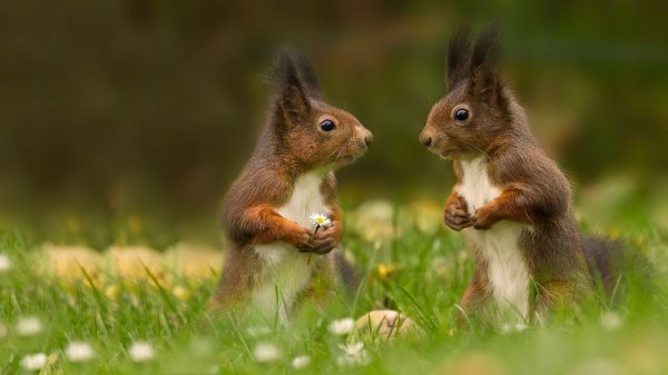 белки парочка