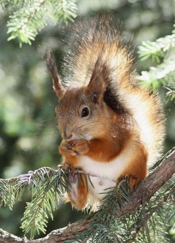 каролинская белка