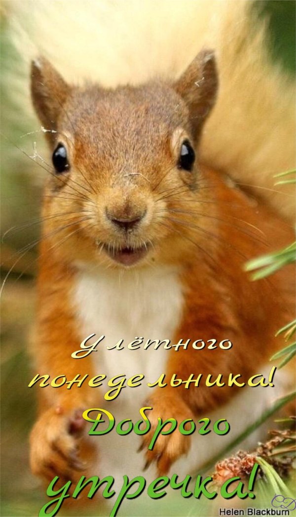 доброе утро белочка