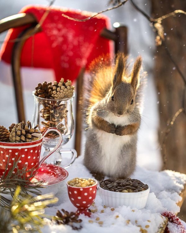 зимние белки