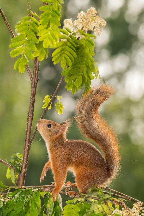 белка рыжая