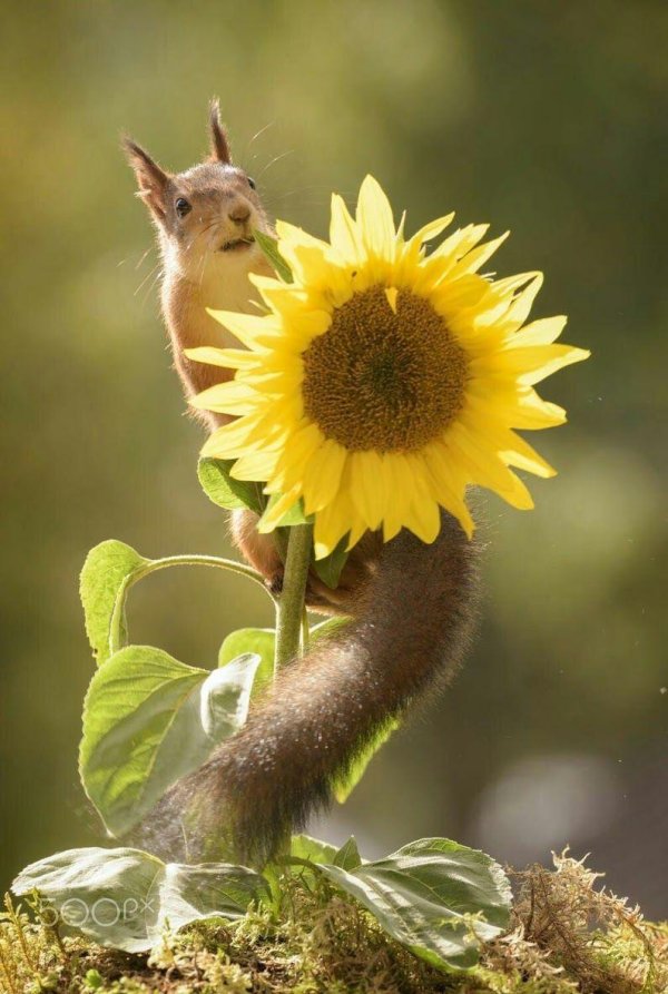 веселые животные