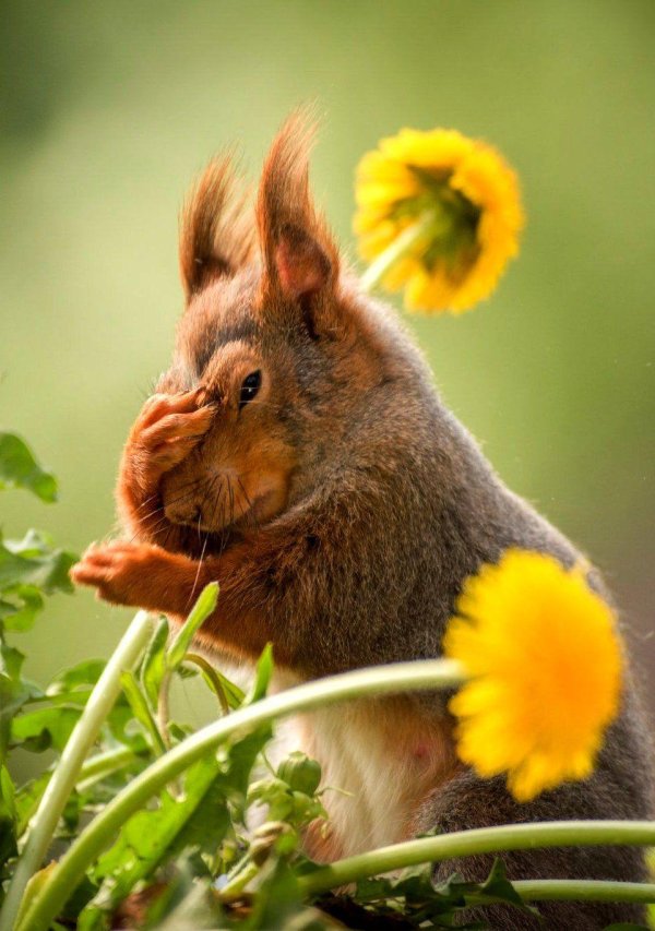 белочка с одуванчиком
