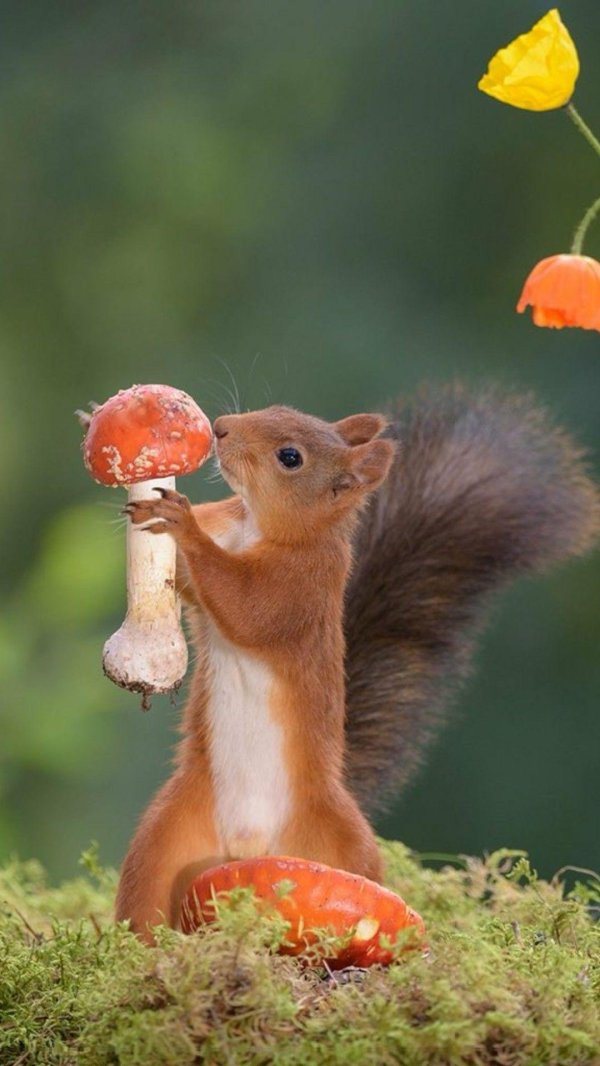 кто ест мухоморы из животных в лесу