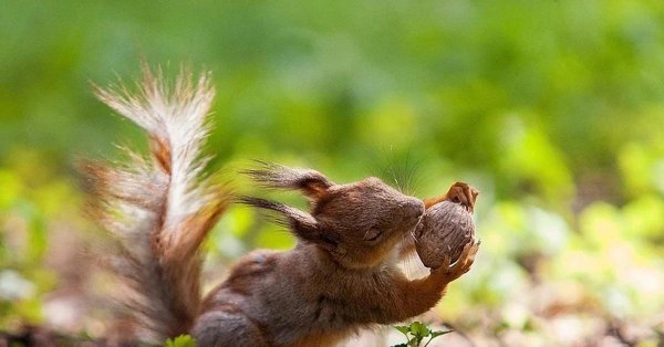 орешки для белочки