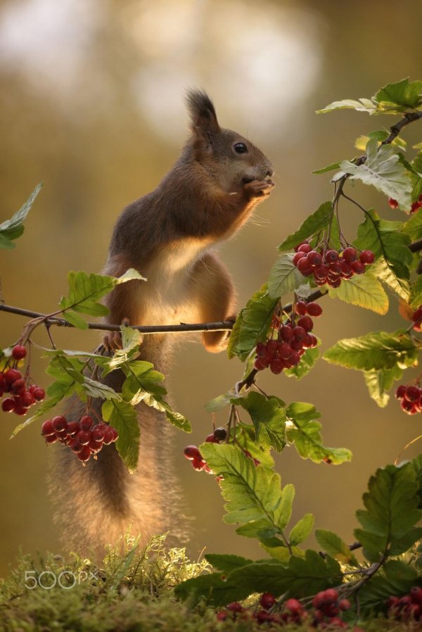 красивая белочка