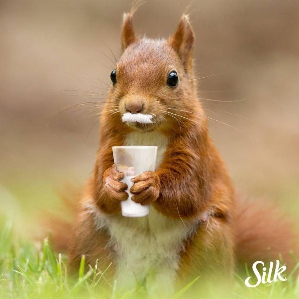 смешная белка