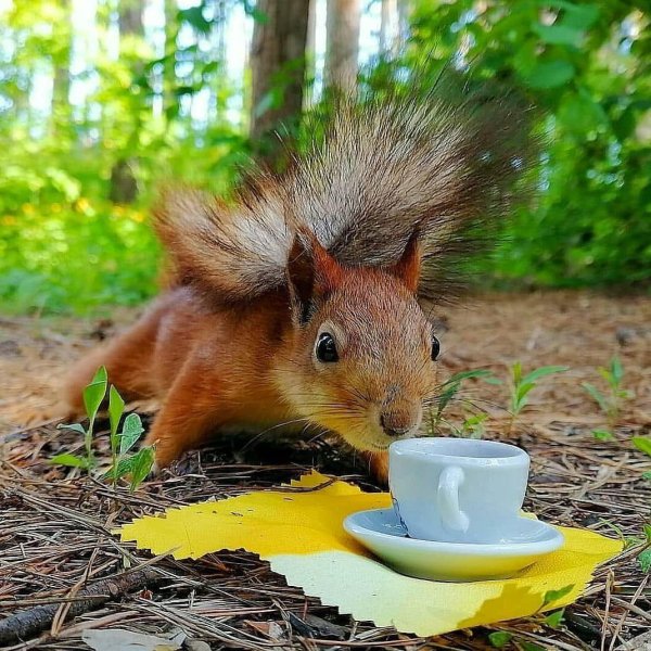 с добрым утром белочка