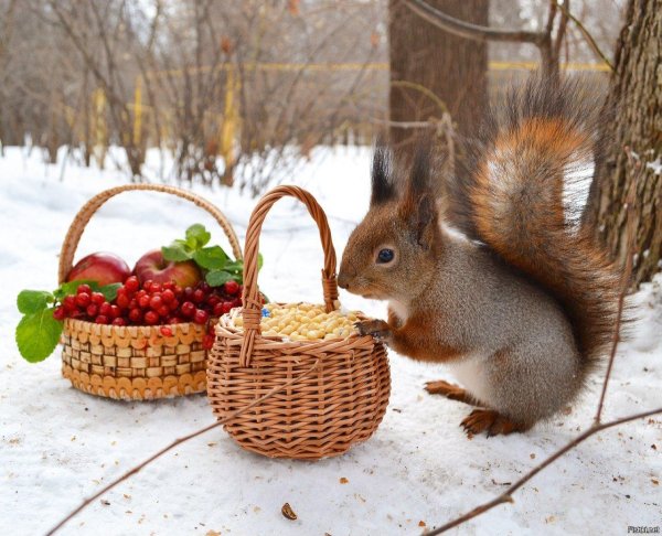 белки зимой