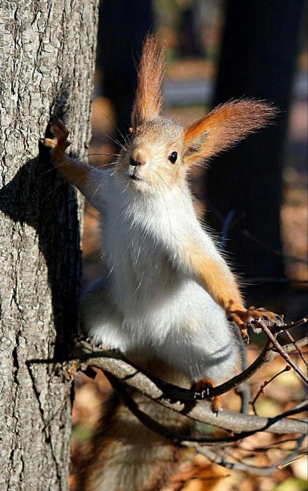 белка алтайская телеутка