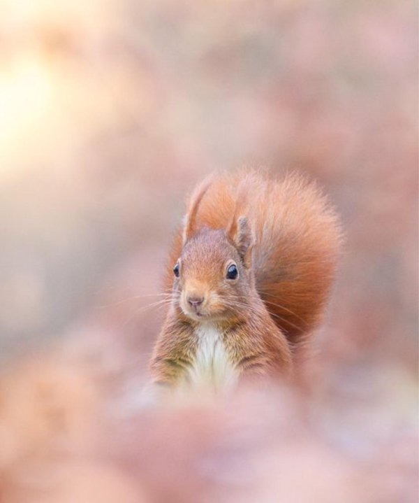 белка на рассвете