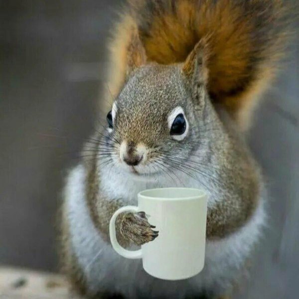 смешная белка