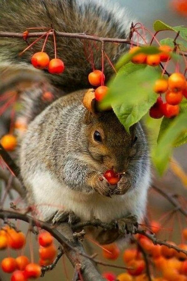 осень звери