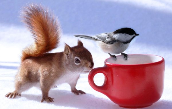 с добрым зимнем утром прикольные