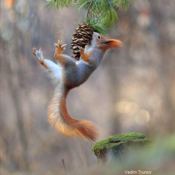 белочки вадим трунов