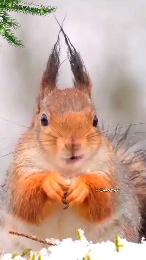 веселая белка