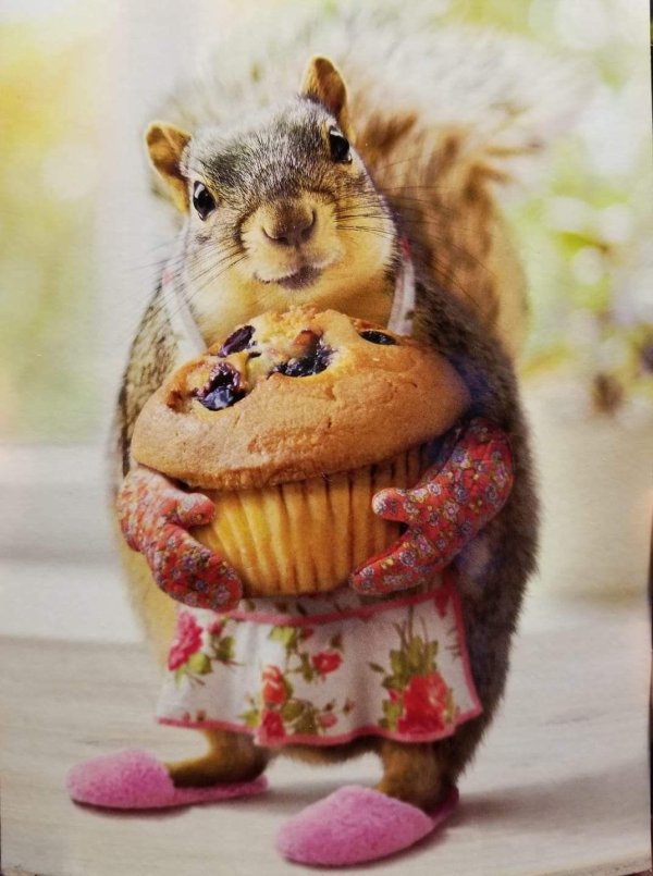 смешные белки