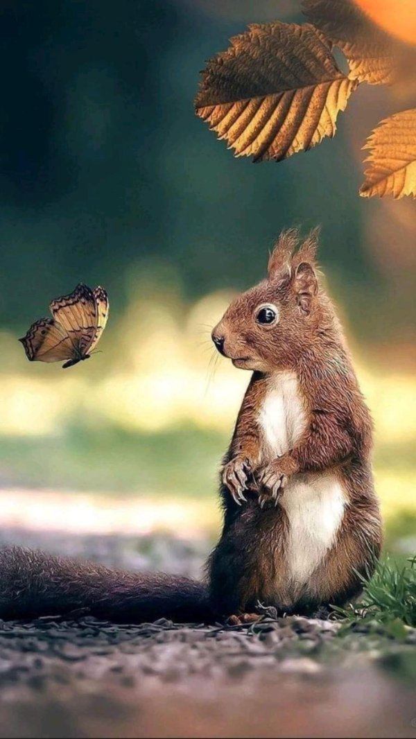 белочка осень