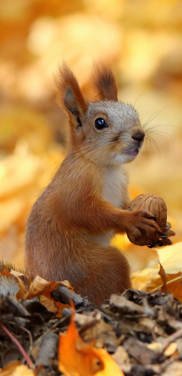 животные осенью