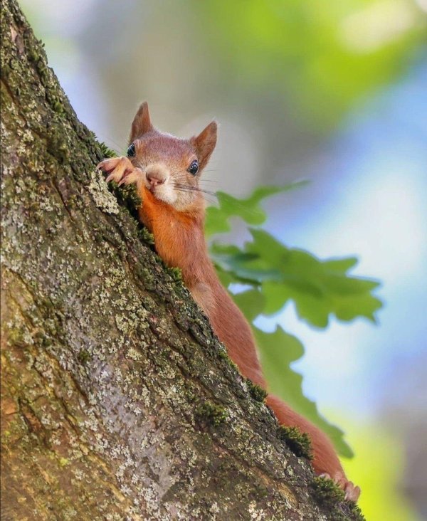 белка на дереве