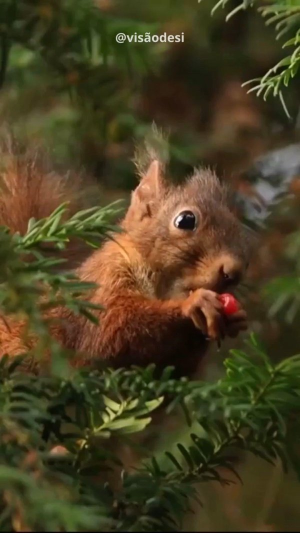 белка животное