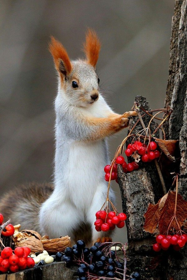 животные природа