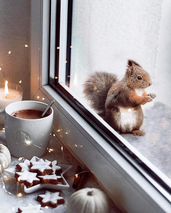 доброго зимнего утра с животными