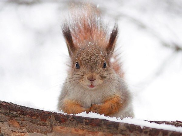 зимняя белка