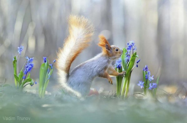 животные весна