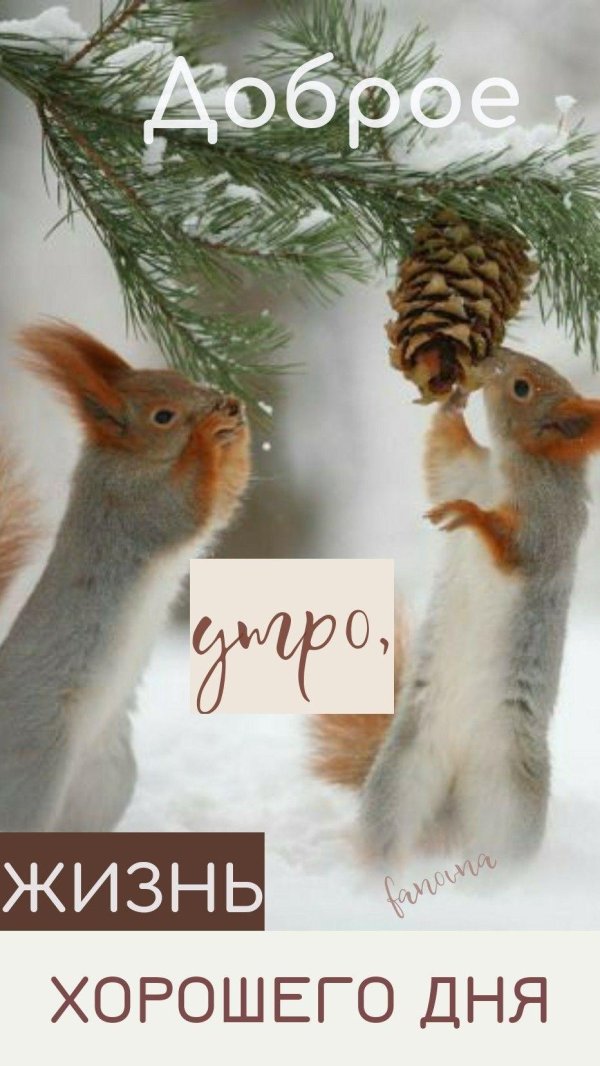 зимние белки