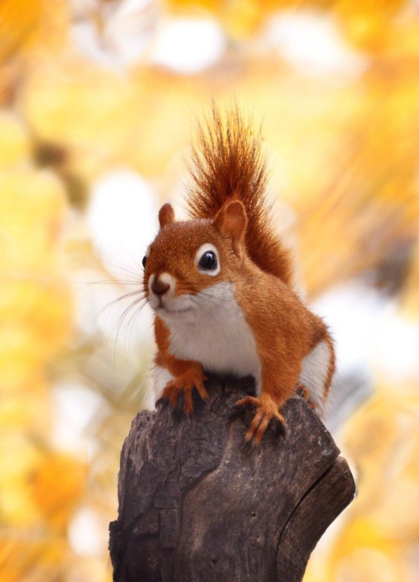 красивая белочка