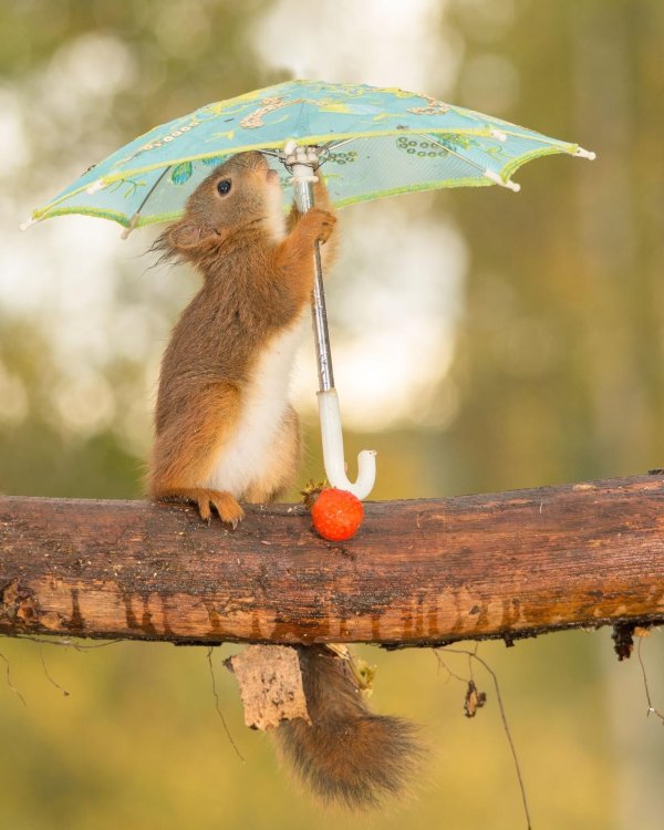 животные под зонтиком