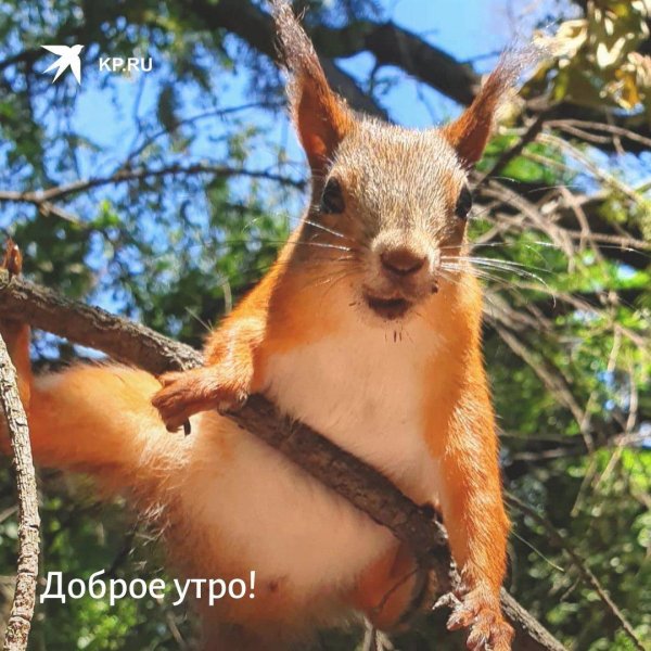 доброе утро бельчонок