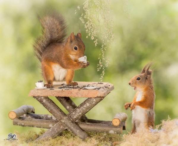 доброе утро с белками
