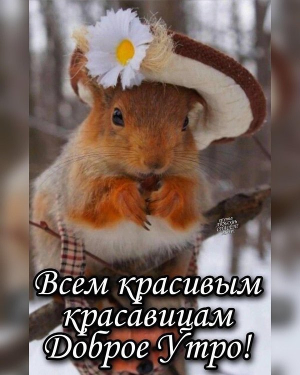 животные в одежде