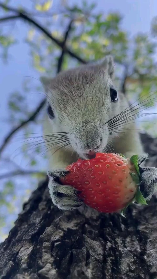 забавные зверюшки