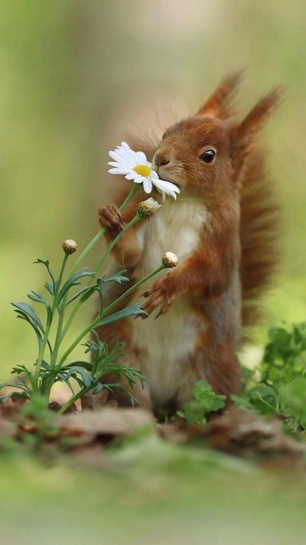 животные весной