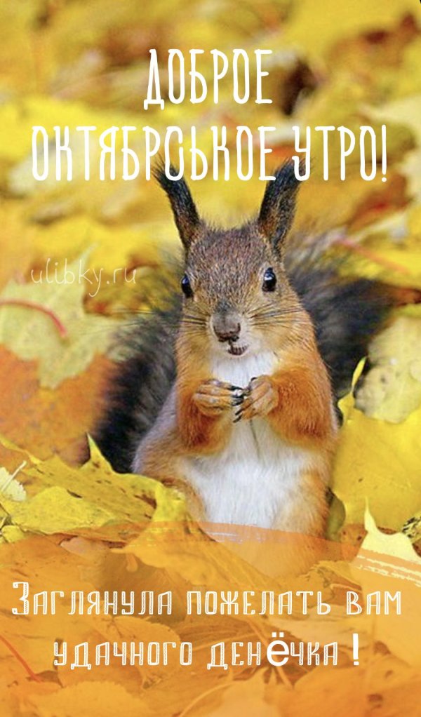 доброе осеннее утро животные