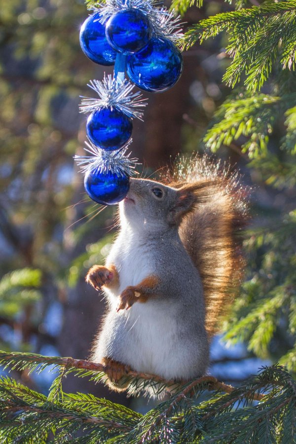 белочки вадим трунов