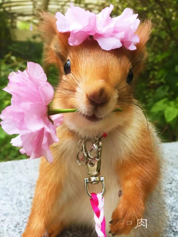 забавные зверюшки