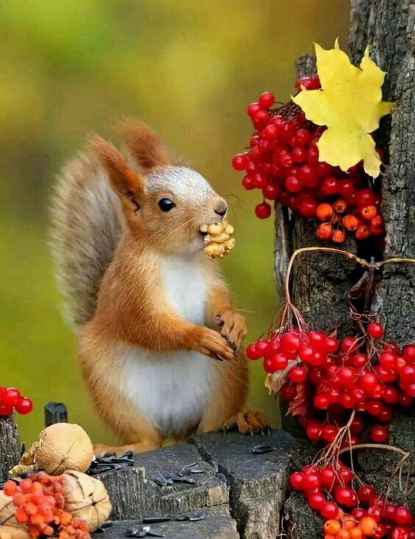 белочка осенью