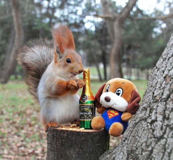 смешная белка