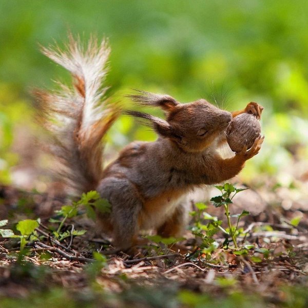 орешки для белочки