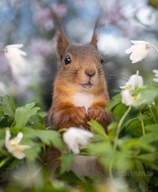 белка милая